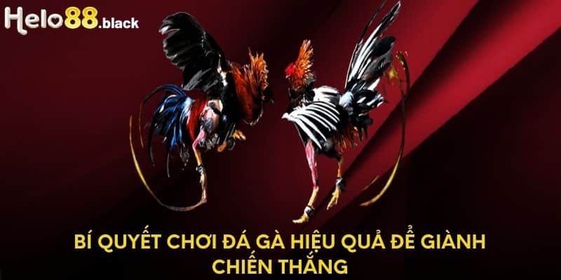 Bí quyết chơi đá gà hiệu quả để giành chiến thắng