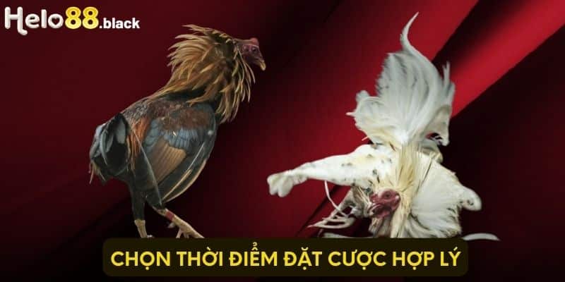 Chọn thời điểm đặt cược hợp lý