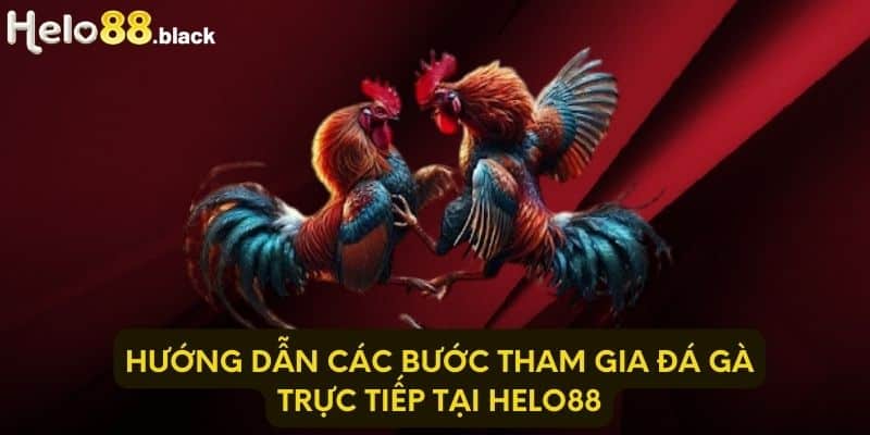 Hướng dẫn các bước tham gia đá gà trực tiếp tại Helo88