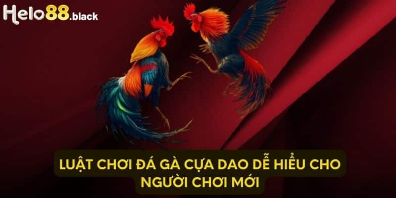 Luật chơi đá gà cựa dao dễ hiểu cho người chơi mới