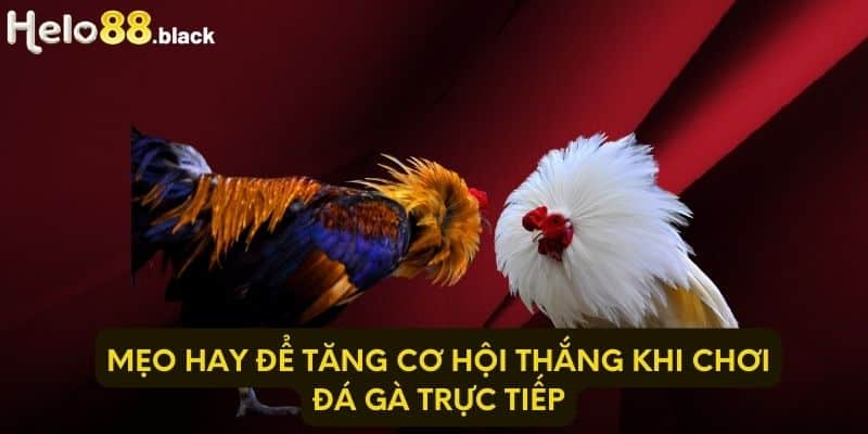 Mẹo hay để tăng cơ hội thắng khi chơi đá gà trực tiếp