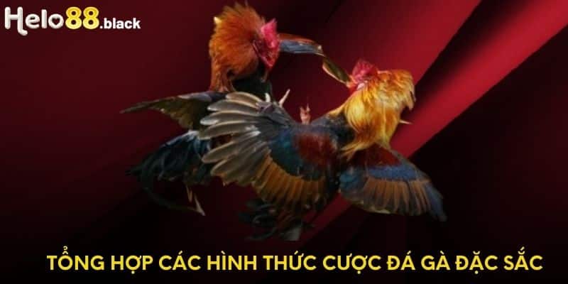 Tổng hợp các hình thức cược đá gà đặc sắc